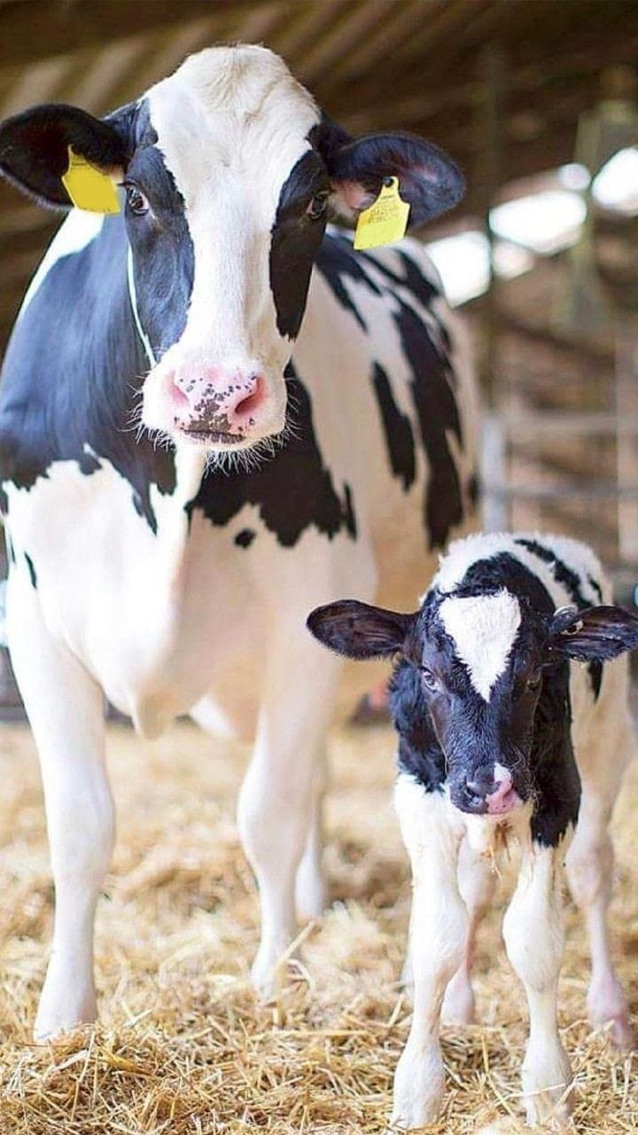Cows