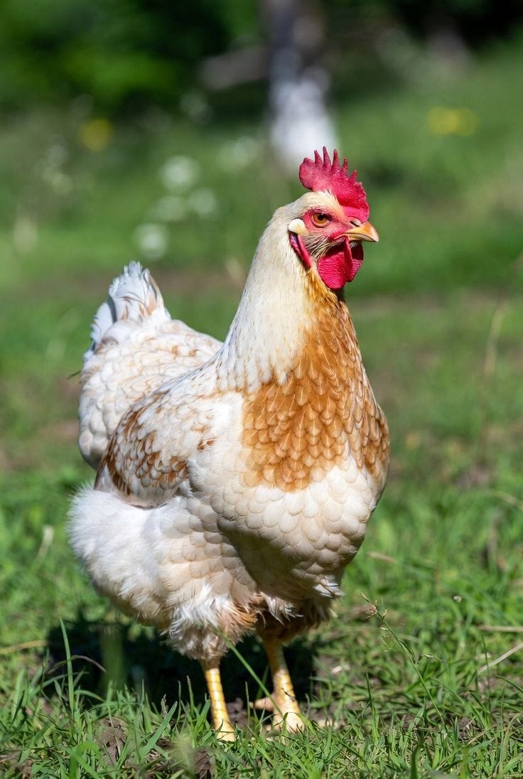 Chicken