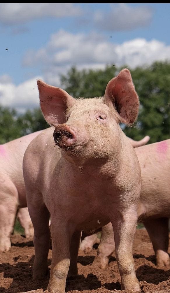 Pigs