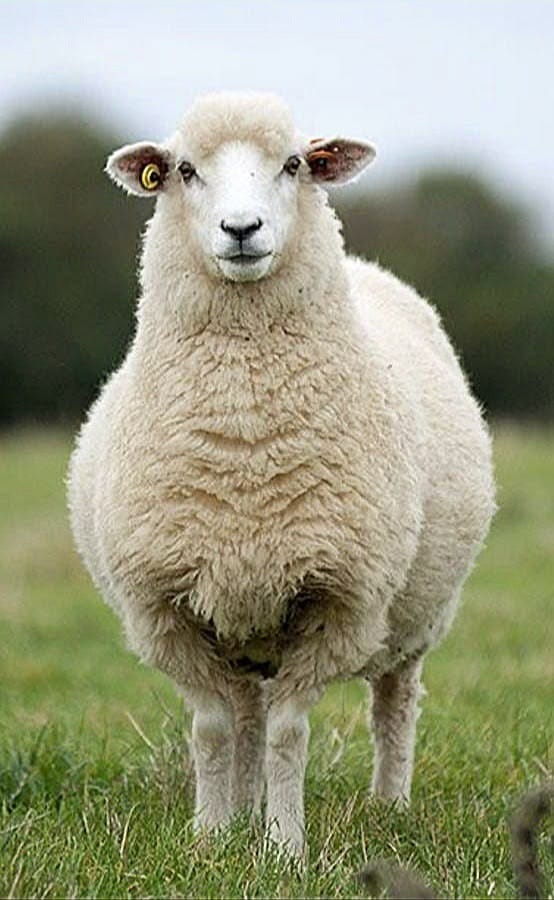 Sheep